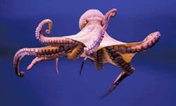 عالم بريطاني : الأخطبوط سيرث حكم الأرض إذا انقرض البشر